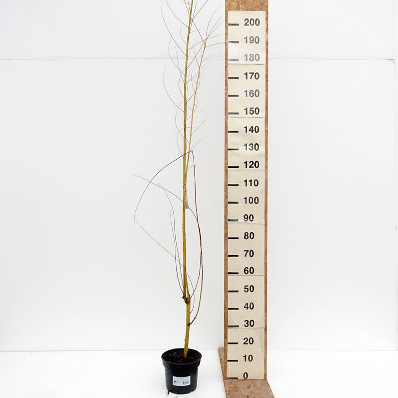 Salix alba Golden Ness - Salice bianco dorato Vaso da 4L/5L esemplare consegnato in inverno