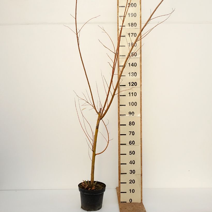 Esemplare di Salix alba Strachowo Vaso da 7,5L/10L come consegnato in autunno