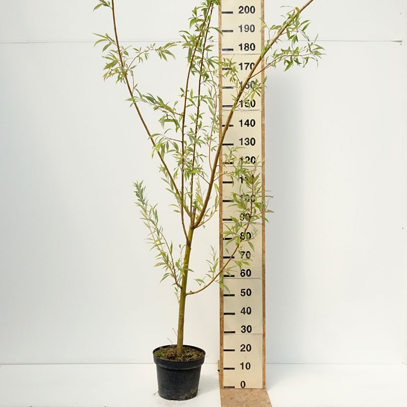 Esemplare di Salix alba Strachowo Vaso da 7,5L/10L consegnato in estate