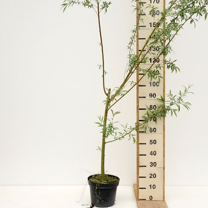 Salix alba Strachowo Vaso da 7,5L/10L esemplare consegnato in primavera