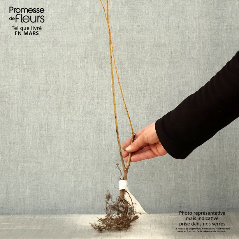 Salix alba var. Vitellina - Salice bianco Piante piccole a radice nuda esemplare consegnato in primavera