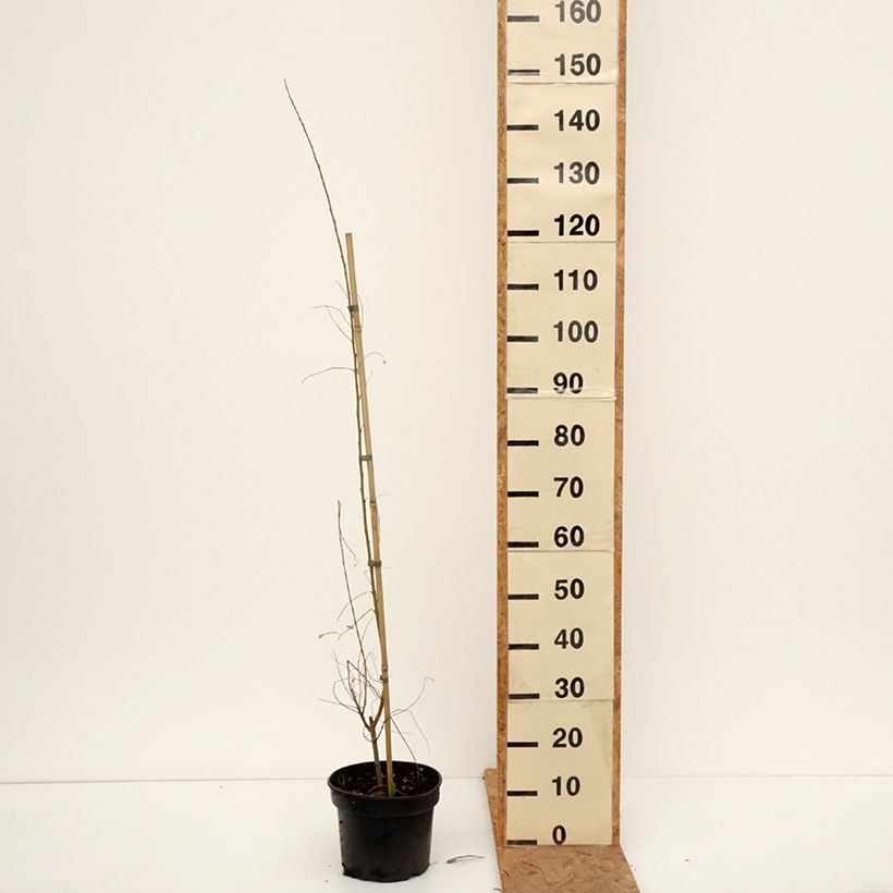 Esemplare di Salix aurita Büchelberg Vaso da 4L/5L come consegnato in autunno