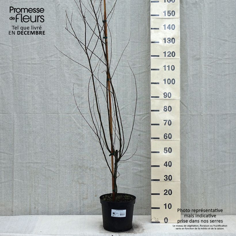 Salix babylonica Crispa - Salice piangente Vaso da 7,5L/10L esemplare consegnato in inverno