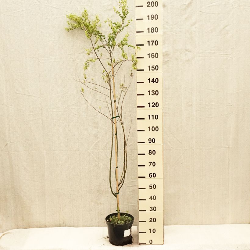 Salix babylonica Crispa - Salice piangente Vaso da 7,5L/10L esemplare consegnato in primavera