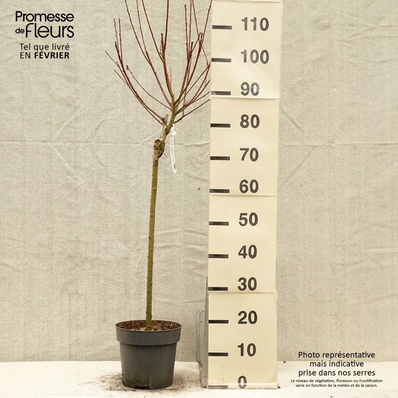 Salix caprea Gold-Bienenkätzchen - Salice delle capre Vaso da 3L/4L esemplare consegnato in inverno