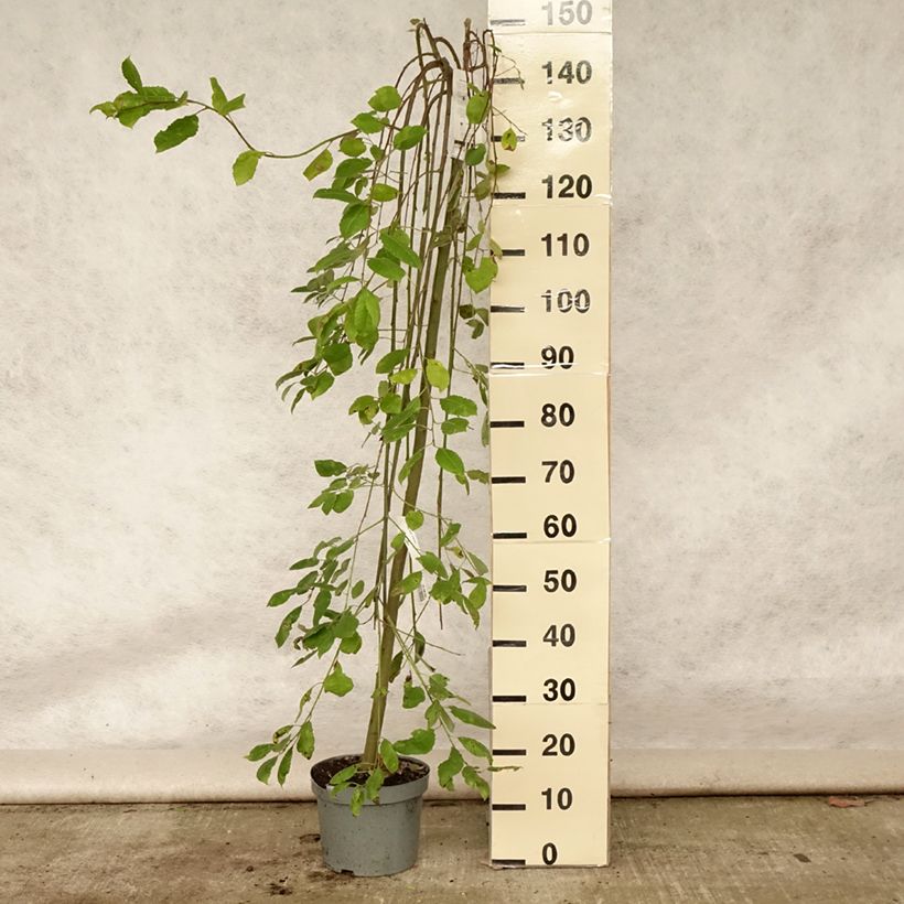 Esemplare di Salix caprea Kilmarnock - Salice delle capre Vaso da 4L/5L, Vaso impalcato consegnato in estate
