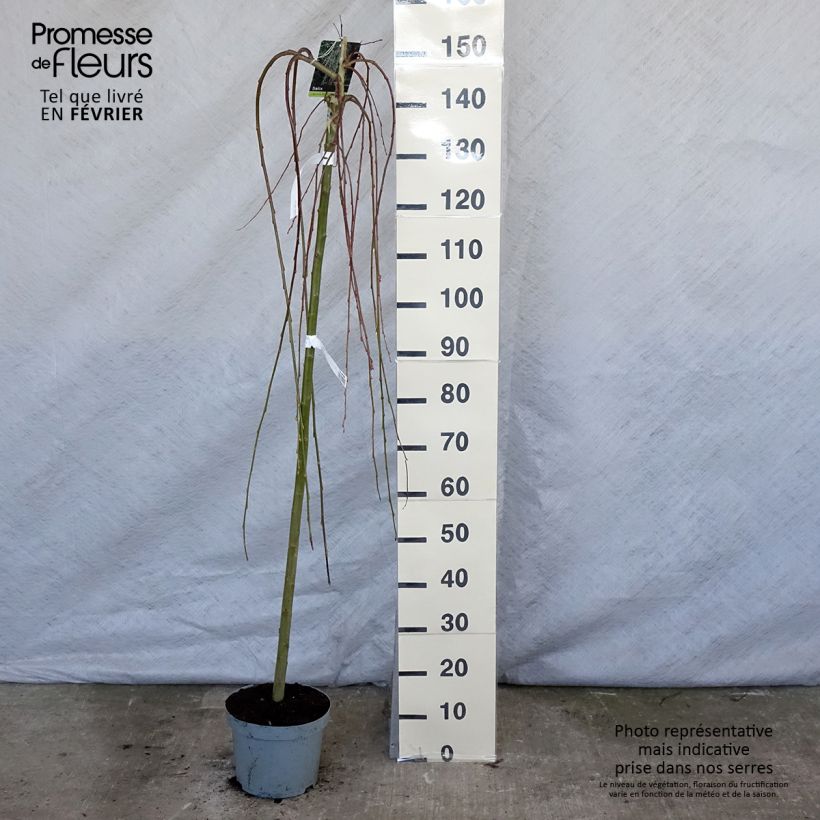 Salix caprea Kilmarnock - Salice delle capre Vaso da 4L/5L esemplare consegnato in inverno