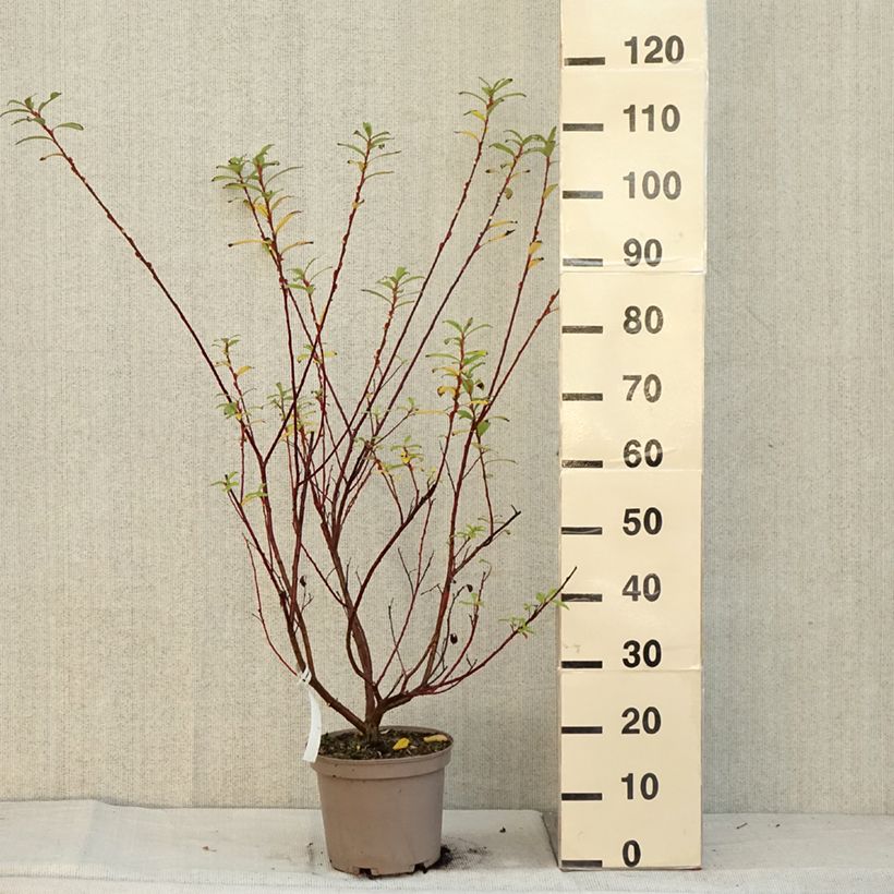 Esemplare di Salix gracilistyla Mount Aso - Salice rosa Vaso da 4L/5L come consegnato in autunno