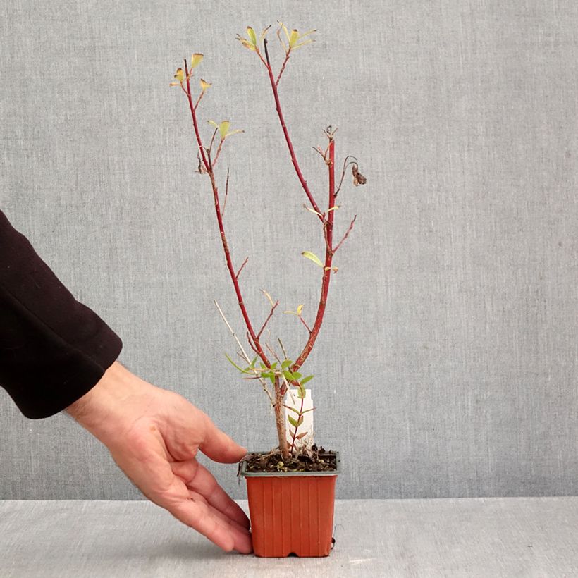 Esemplare di Salix gracilistyla Mount Aso - Salice rosa Vasetto da 8/9 cm come consegnato in autunno