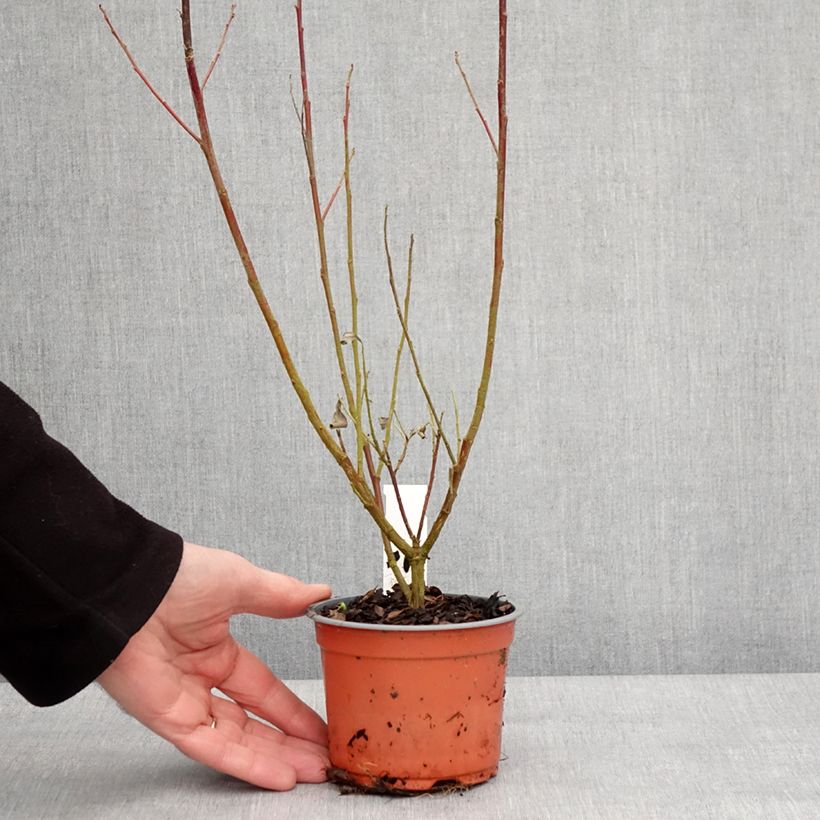 Salix gracilistyla Mount Aso - Salice rosa Vasetto da 8/9 cm esemplare consegnato in inverno