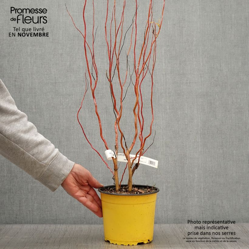 Esemplare di Salix erythroflexuosa Vaso da 3L/4L come consegnato in autunno