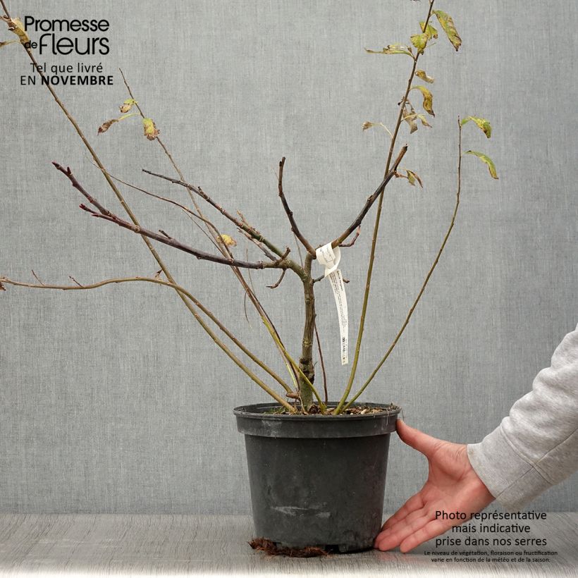 Esemplare di Salix fargesii Vaso da 4L/5L come consegnato in autunno