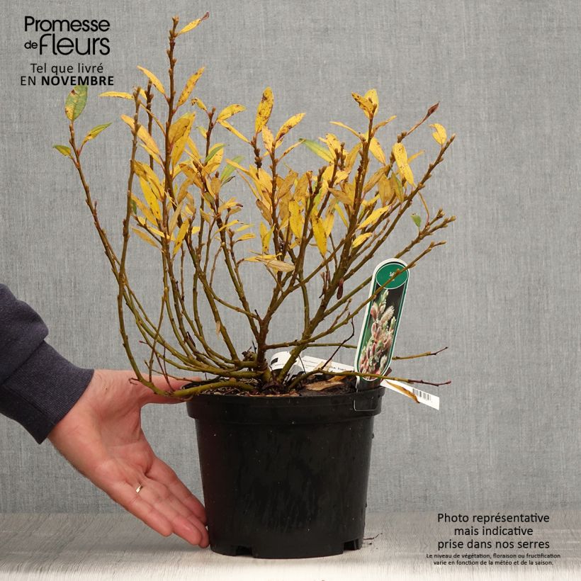 Esemplare di Salix helvetica - Salice elvetico Vaso da 2L/3L come consegnato in autunno