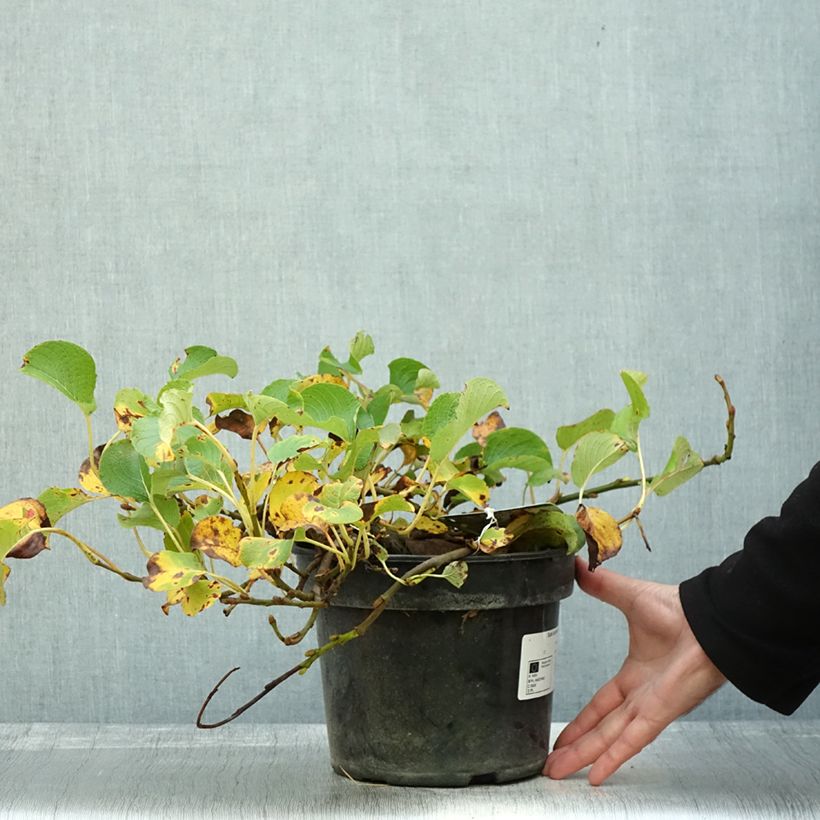 Esemplare di Salix kurilensis Vaso da 4L/5L come consegnato in autunno