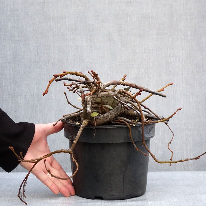 Salix kurilensis Vaso da 4L/5L esemplare consegnato in inverno