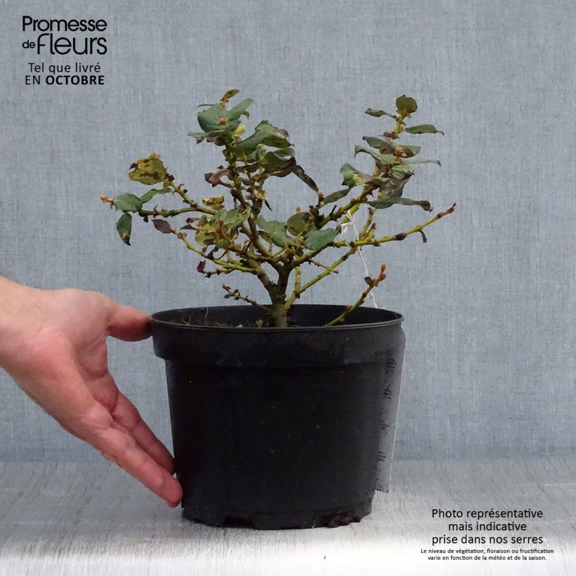 Esemplare di Salix lanata - Salice lanoso Vaso da 2L/3L come consegnato in autunno