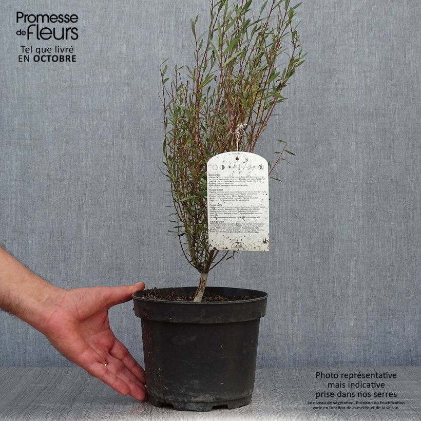 Esemplare di Salix purpurea Nana - Salice rosso nano Vaso da 2L/3L come consegnato in autunno