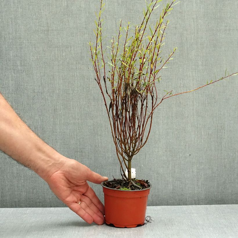 Esemplare di Salix purpurea Nana - Salice rosso nano Vasetto da 8/9 cm come consegnato in autunno