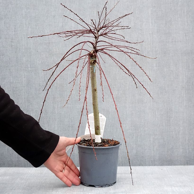 Salix repens Armando - Salice strisciante Vaso da 1,5L/2L esemplare consegnato in inverno