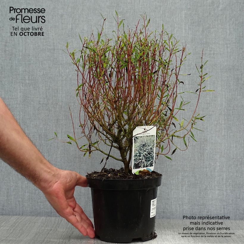 Esemplare di Salix repens - Salice strisciante Vaso da 2L/3L come consegnato in autunno