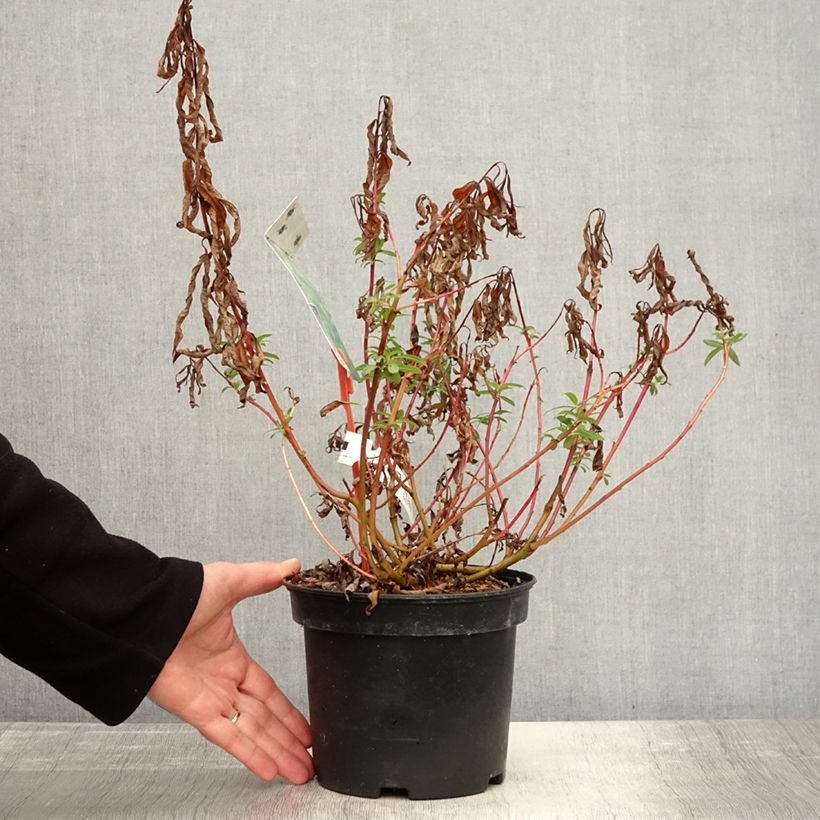 Esemplare di Salix sachalinensis Sekka Vaso da 3L/4L come consegnato in autunno