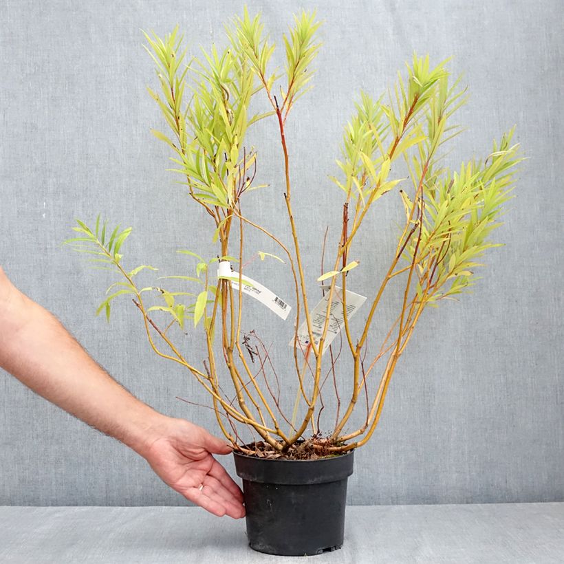 Esemplare di Salix sachalinensis Sekka Vaso da 3L/4L consegnato in estate