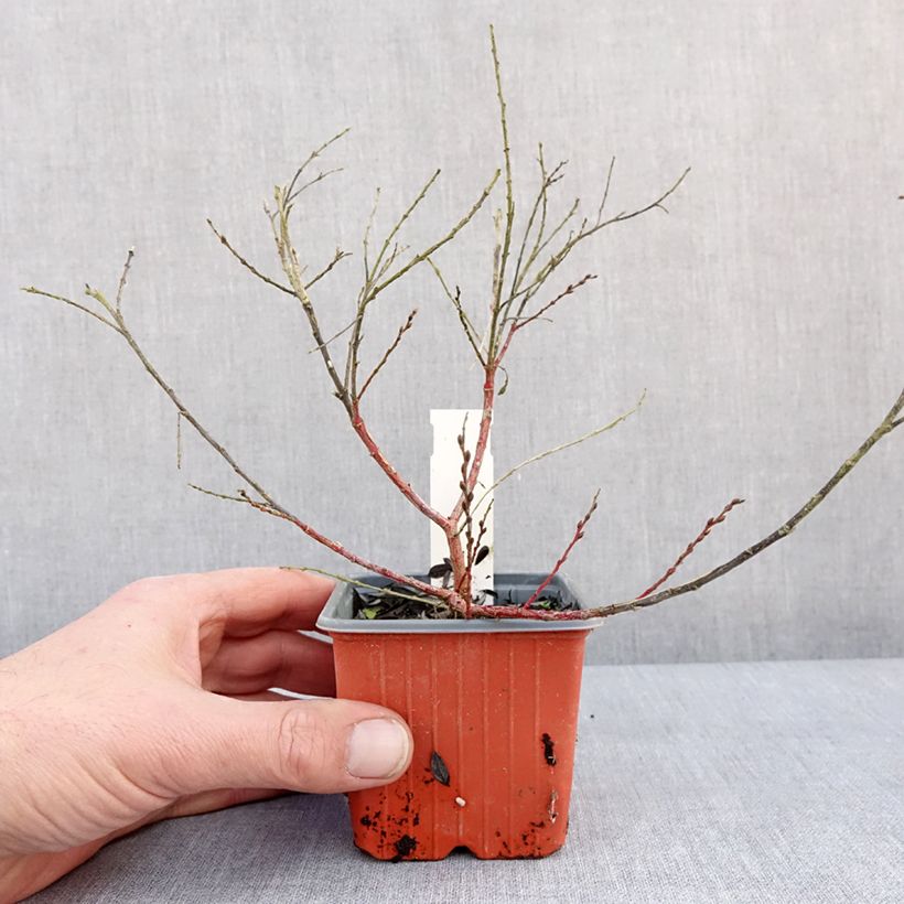 Salix subopposita Vasetto da 8/9 cm esemplare consegnato in inverno