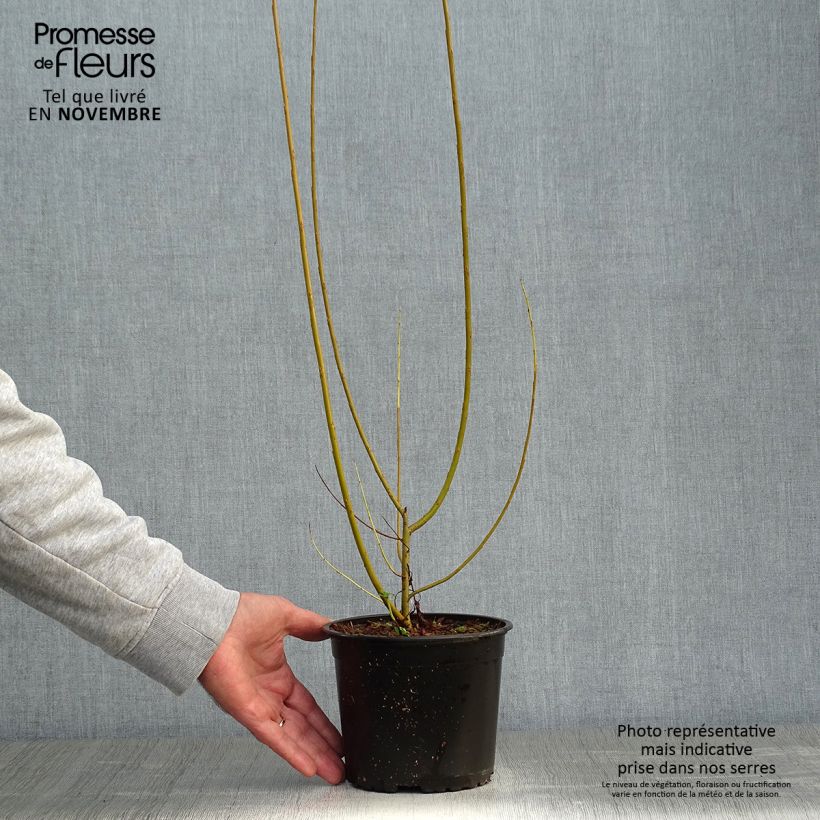 Esemplare di Salix viminalis - Salice viminale Vaso da 1,5L/2L come consegnato in autunno