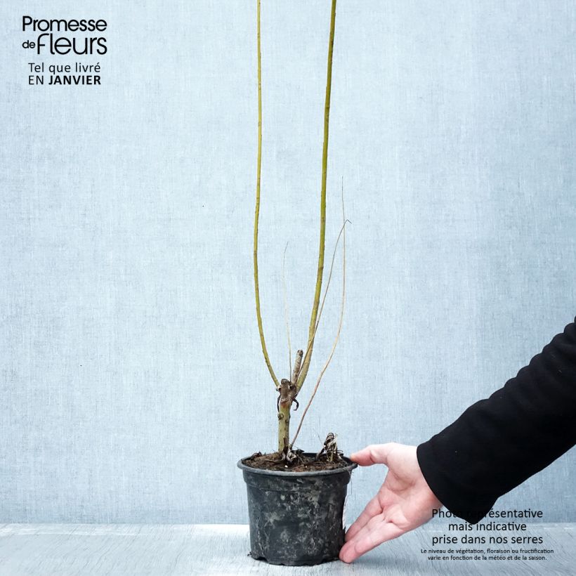 Salix viminalis - Salice viminale Vaso da 1,5L/2L esemplare consegnato in inverno