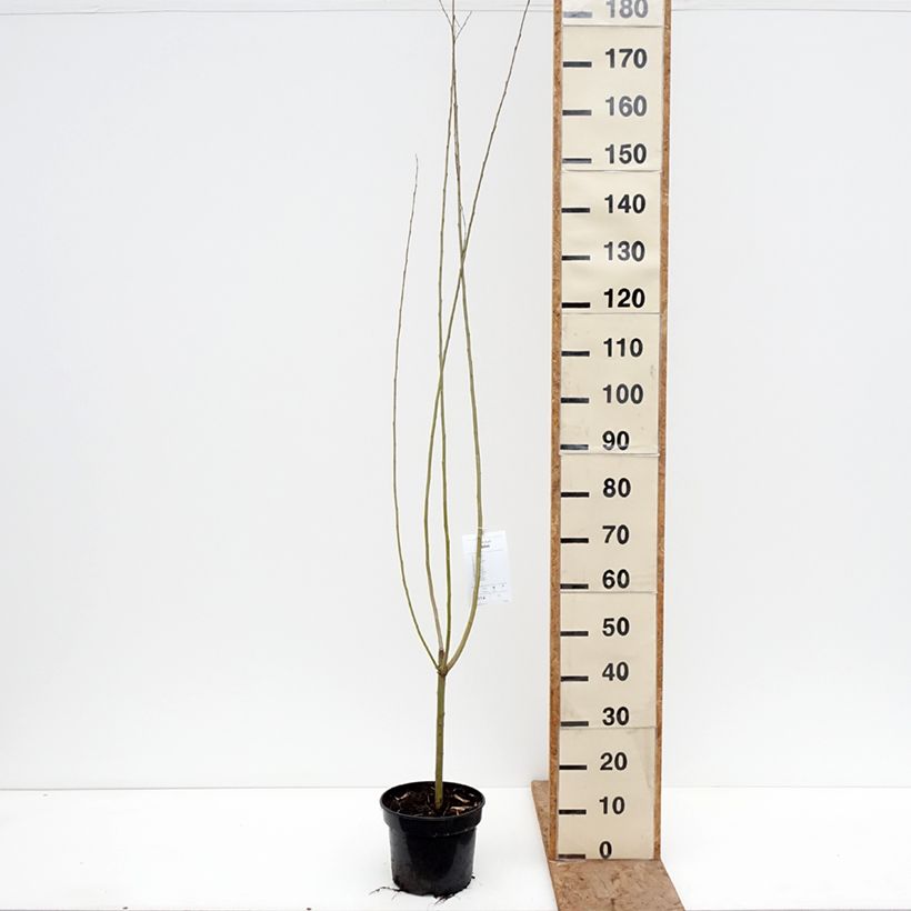 Salix fragilis Bullata - Salice fragile Vaso da 4L/5L esemplare consegnato in inverno