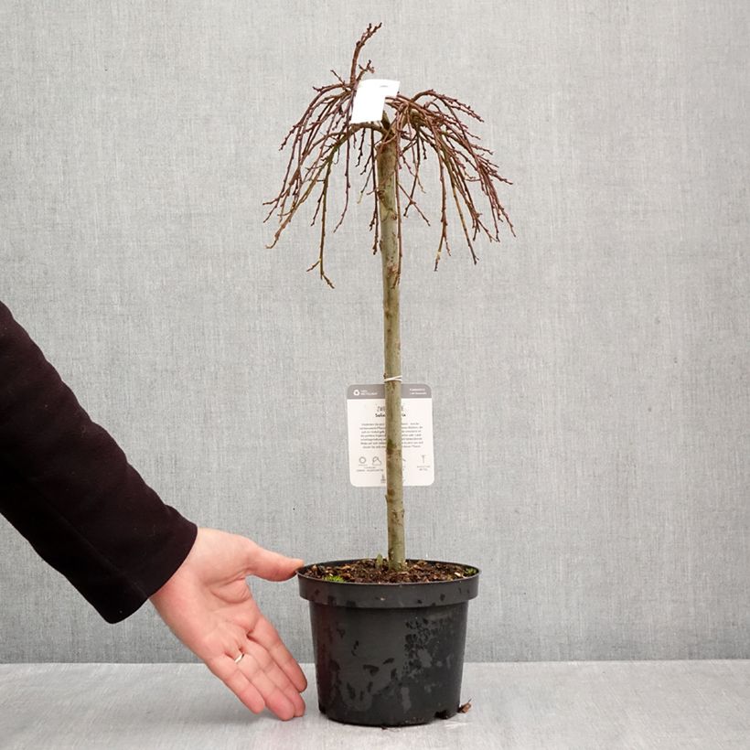 Esemplare di Salix simulatrix Vaso da 2L/3L, Vaso impalcato come consegnato in autunno