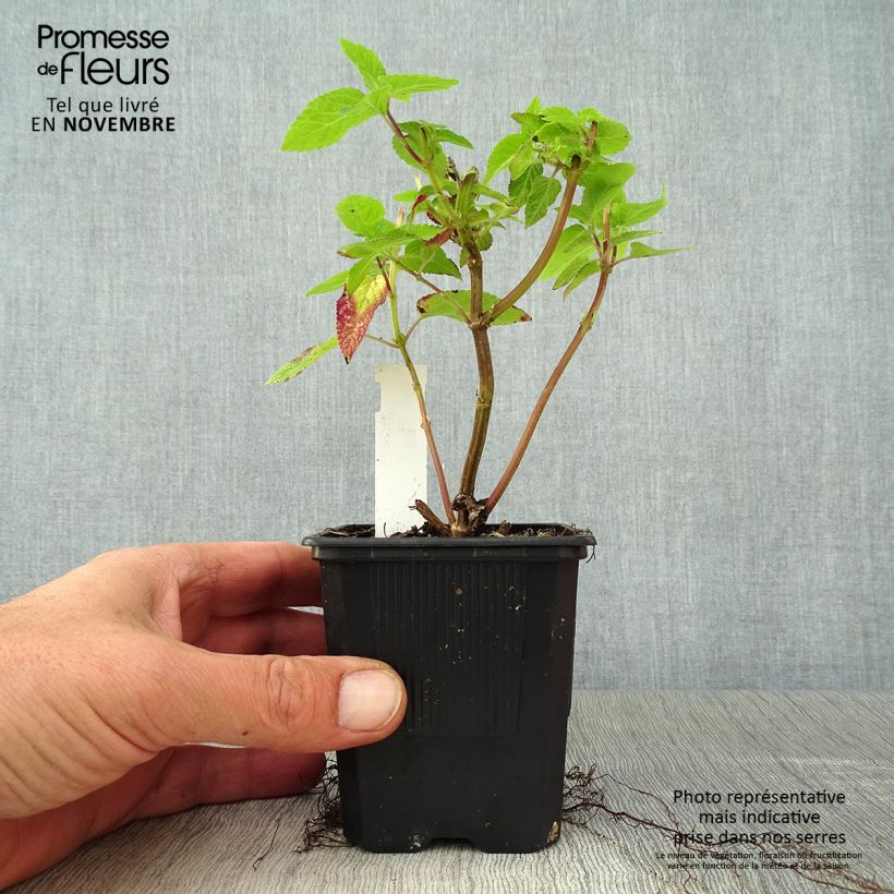Esemplare di Salvia guaranitica Amante Vasetto da 8/9 cm come consegnato in autunno