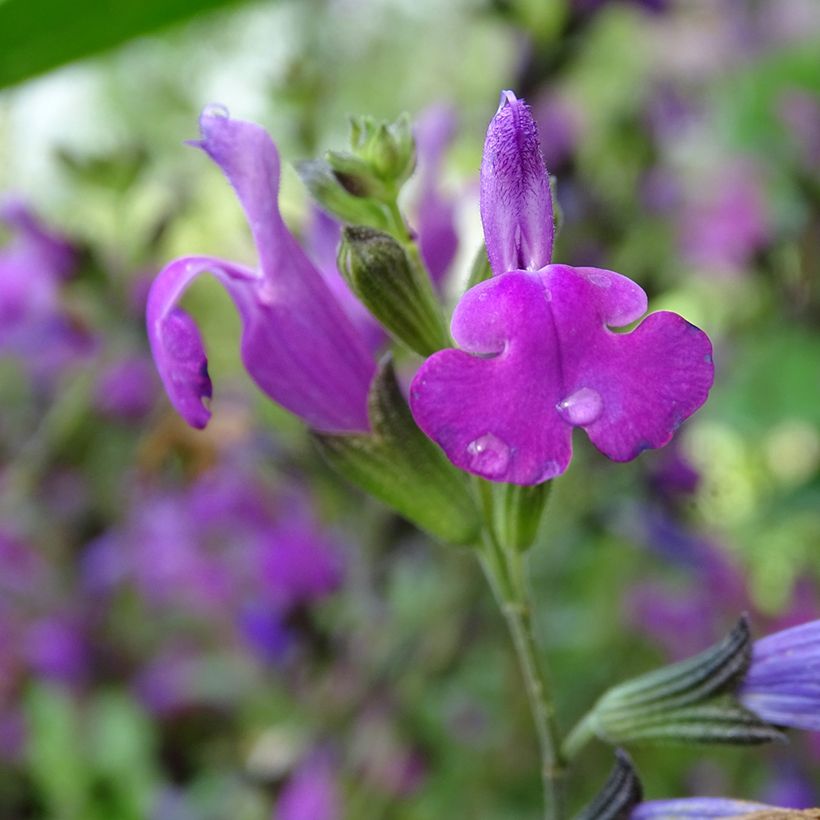 Salvia greggii ARCTIC BLAZE Purple (Fioritura)