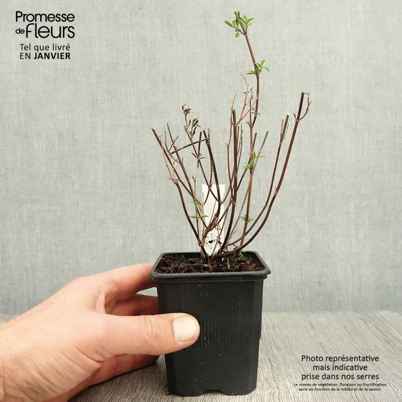 Salvia Dyson's Joy - Salvia arbustiva Vasetto da 8/9 cm esemplare consegnato in inverno