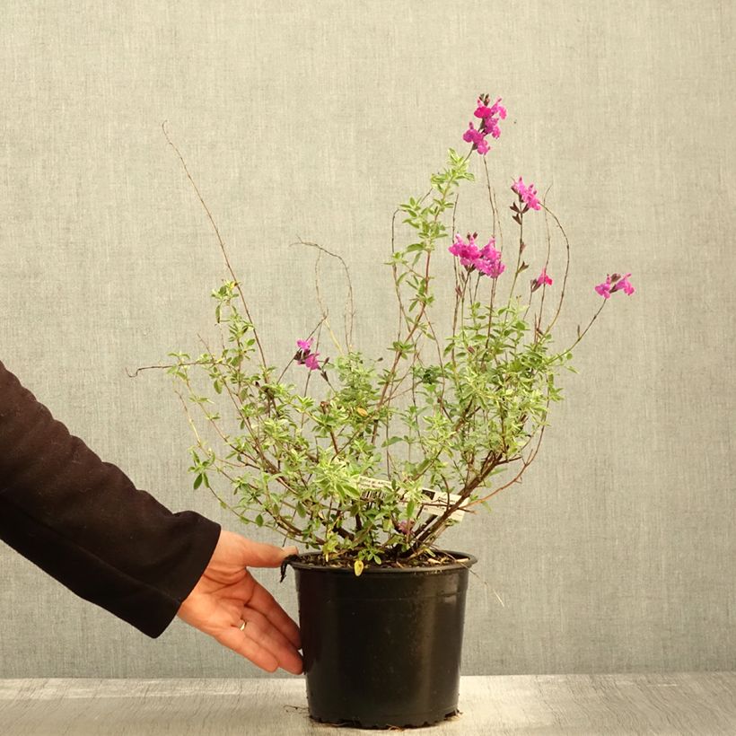 Esemplare di Salvia greggii ARCTIC BLAZE Purple Vaso da 2L/3L come consegnato in autunno