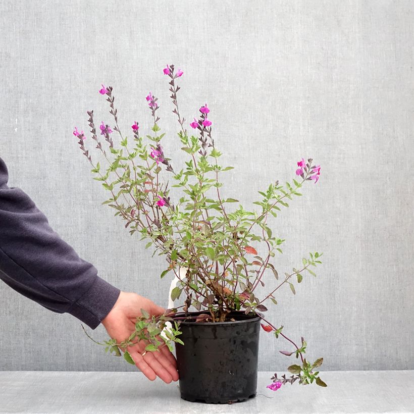 Salvia greggii ARCTIC BLAZE Purple Vaso da 2L/3L esemplare consegnato in primavera