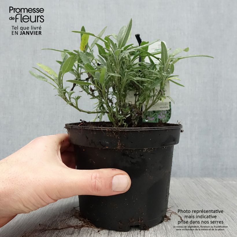 Salvia lavandulifolia - Salvia comune Vaso da 1,5L/2L esemplare consegnato in inverno