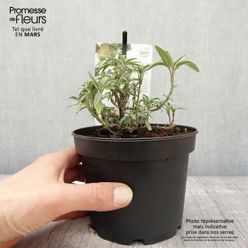 Salvia lavandulifolia - Salvia comune Vaso da 1,5L/2L esemplare consegnato in primavera