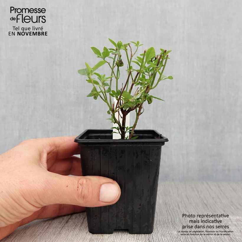 Esemplare di Salvia microphylla Delice Aquamarine - Salvia arbustiva Vasetto da 8/9 cm come consegnato in autunno
