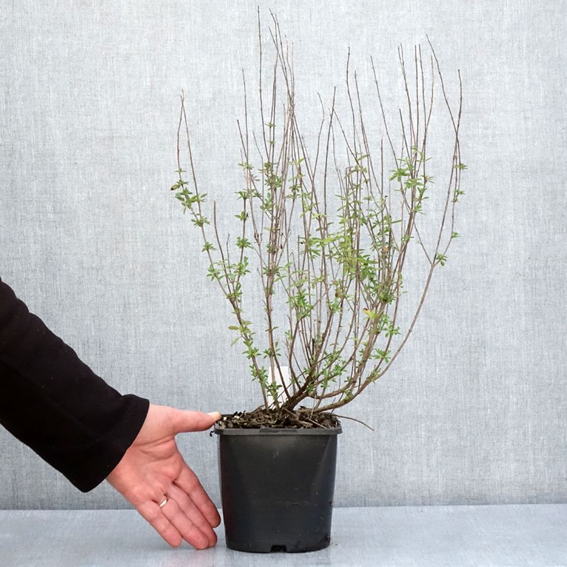 Salvia Delice Fiona - Salvia arbustiva Vaso da 2L/3L esemplare consegnato in primavera