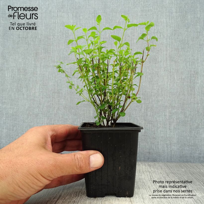 Esemplare di Salvia microphylla Little Kiss - Salvia arbustiva Vasetto da 8/9 cm come consegnato in autunno