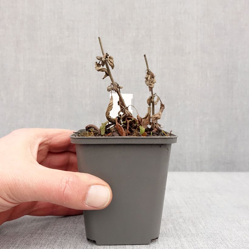 Salvia nemorosa Blue Bouquetta Vasetto da 8/9 cm esemplare consegnato in inverno