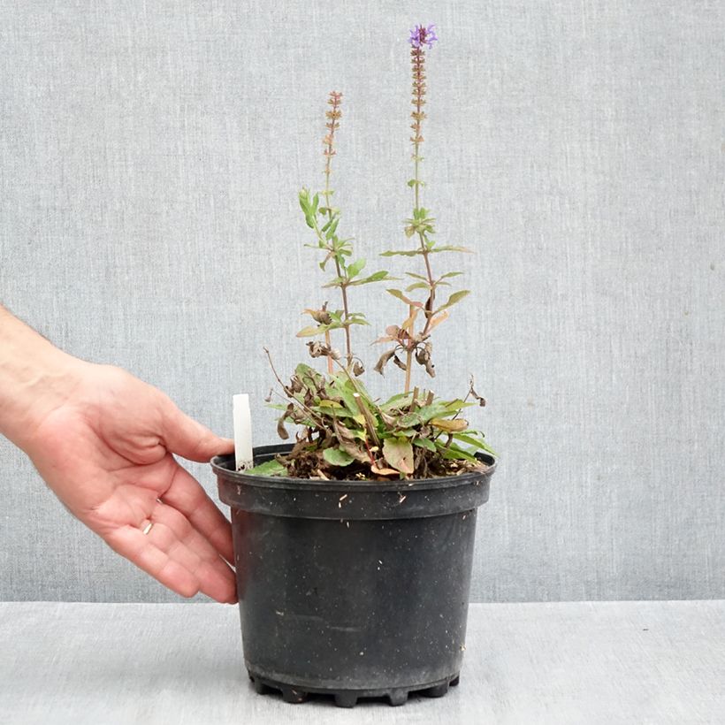 Esemplare di Salvia nemorosa Blue Marvel Vaso da 2L/3L come consegnato in autunno