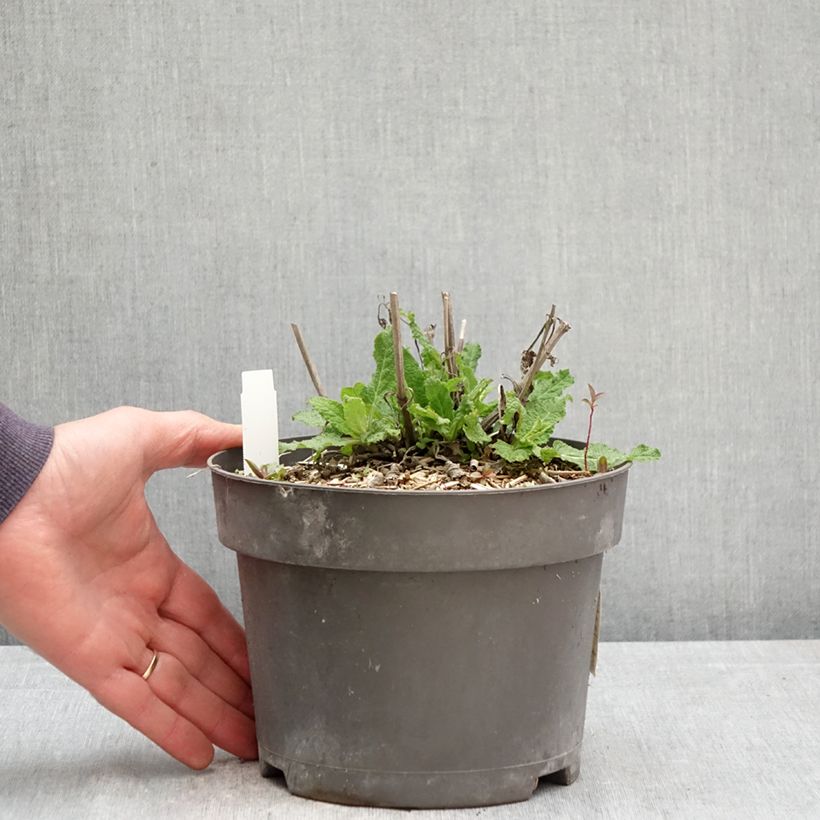 Salvia nemorosa Blue Marvel Vaso da 2L/3L esemplare consegnato in primavera