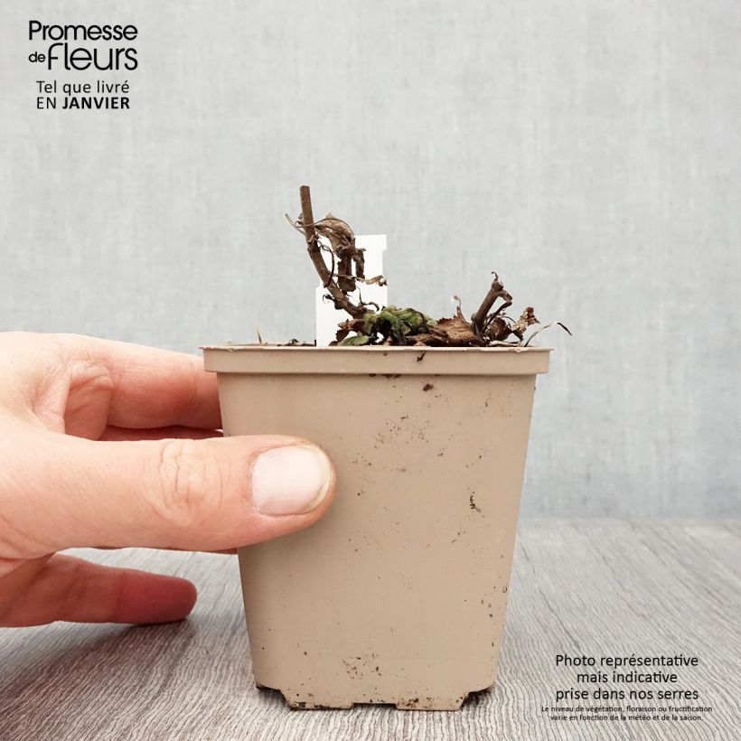 Salvia nemorosa Bumblesky Vasetto da 8/9 cm esemplare consegnato in inverno