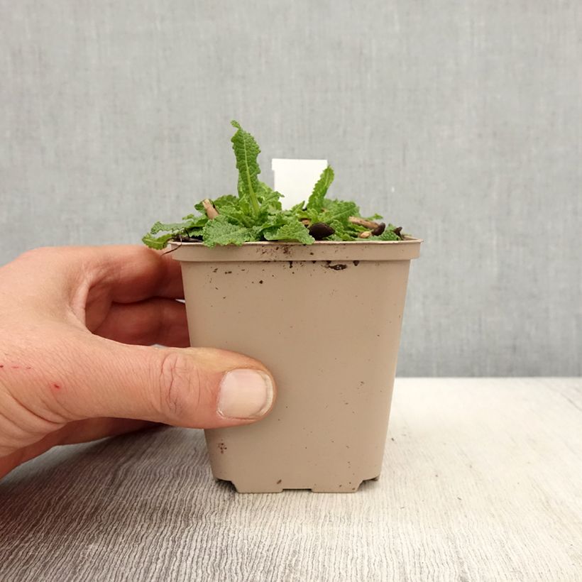 Salvia nemorosa Bumblesnow Vasetto da 8/9 cm esemplare consegnato in primavera