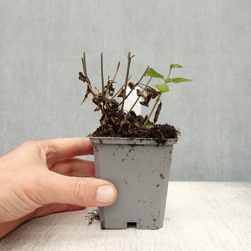 Esemplare di Salvia nemorosa Caradonna Compact Vasetto da 8/9 cm come consegnato in autunno
