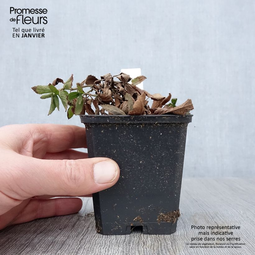 Salvia&#x20;nemorosa&#x20;Caradonna&#x20;Compact&#x20;Vasetto&#x20;da&#x20;8&#x2F;9&#x20;cm&#x20;esemplare&#x20;consegnato&#x20;in&#x20;inverno