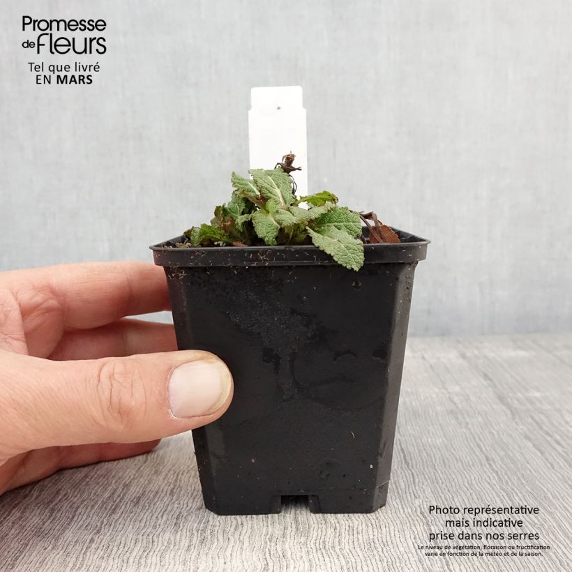 Salvia nemorosa Caradonna Compact Vasetto da 8/9 cm esemplare consegnato in primavera