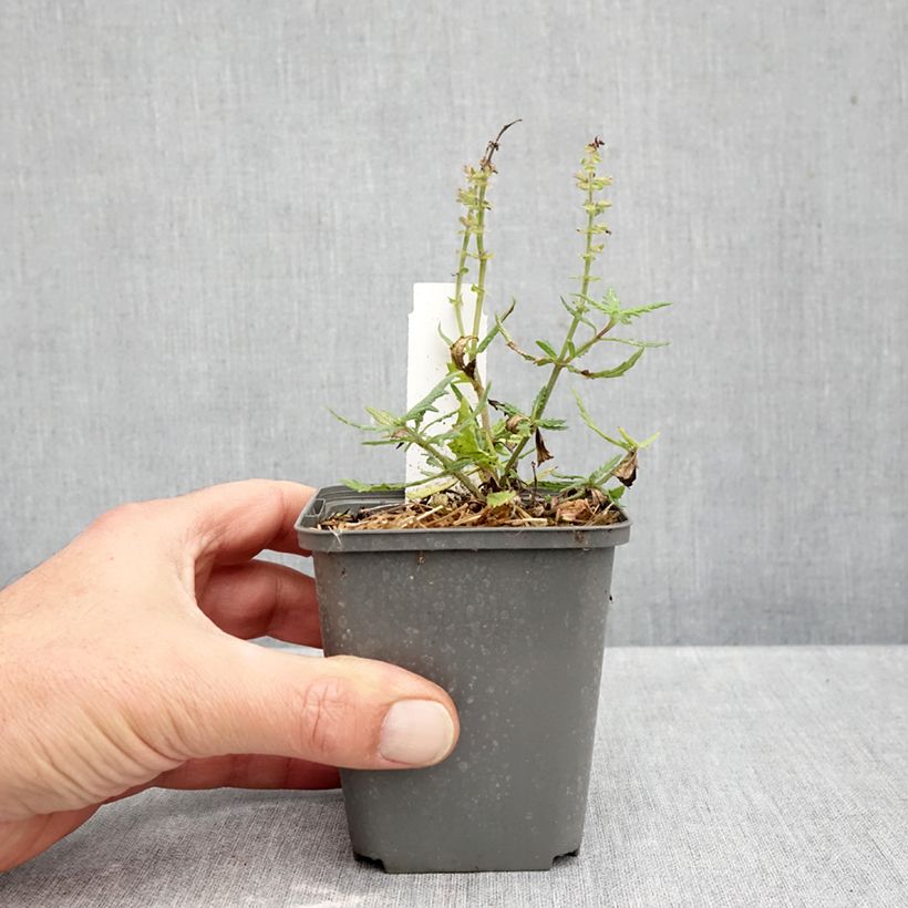 Esemplare di Salvia nemorosa Feathers Flamingo Vasetto da 7/8 cm come consegnato in autunno